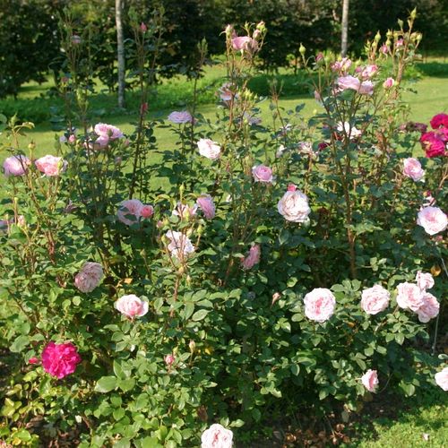 John Scarman - Rózsa - Antique Rose - Online rózsa rendelés